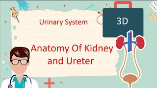 Anatomy of Kidney and Ureter  شرح علي اطلس ثلاثي الأبعاد [upl. by Melantha]