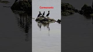 cormorant cormorants subscribe shorts [upl. by Vinaya]