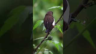 Whiterumped Munia On a Morning Quest for Breakfast birds Munia [upl. by Nnaoj]