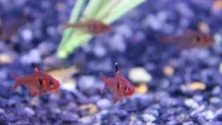 School of Red Phantom Tetras  Hyphessobrycon sweglesi [upl. by Terle]