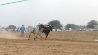 ch zafer purana mehta dand sawa wah dand wah 5th position bull race dina bull race jhelum [upl. by Rozalin]