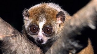 Science Bulletins Slow Loris Venom—Solving a Toxic Puzzle [upl. by Aihsenrad]