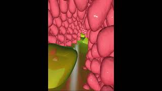 Digestive system small intestine villi 3D Animation [upl. by Eido]