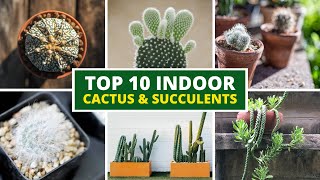 10 Best Indoor Cactus and Succulents For Beginners 🪴 LOW MAINTENANCE [upl. by Asiar]