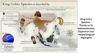 King Cobra Species  Thanks to Dr Satheeshkumar Rajendran and Herpetological Highlights [upl. by Eimareg983]
