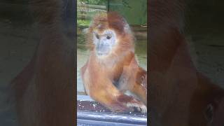 Orange Javan Langur Monkey [upl. by Aicak401]