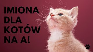 😻 Imiona Dla Kotów Na Literę 🐾 A 🐾 27 SUPER 🐾 TOP Imion  Imionowo [upl. by Gabrielson716]