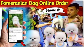 Pomeranian dog online order phone se kaise kare  How to order a dog online  Pomeranian puppies [upl. by Oinimreh882]