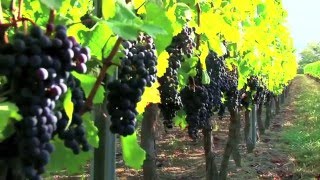 Vins biologiques et Vignerons Indépendants de France [upl. by Hagerman960]