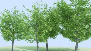 AvizStudioTools  ATree3D Animation Test [upl. by Aivekal]