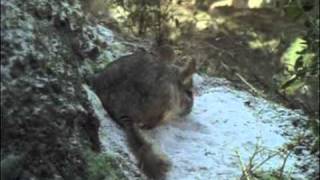 Description  Longtailed chinchilla [upl. by Sirtaeb67]