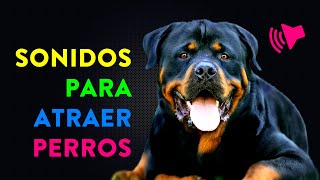 Sonidos para Atraer Perros  ¿Cómo reacciona tu perro [upl. by Frankhouse]