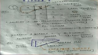 Liver Anatomy  Part 1  AbdomenAnatomy  TCML [upl. by Felix]