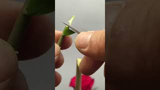 Best method and unique ideas for the grafting of fruit trees grafting plants garden tree​ [upl. by Cruz]