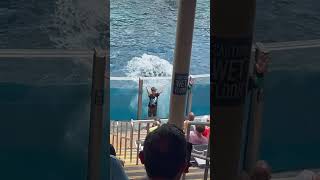 SeaWorld Orlando Dolphin Show The Trainers Have Tricked Me [upl. by Ynohtnael]