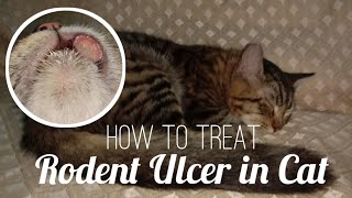 How to Treat Rodent Ulcer in Cat [upl. by Ativla]