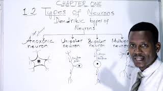 BIOLOGY FORM 4 CHAPTER 1 Dendritic types of neurons LECTURE 3 [upl. by Lolande800]