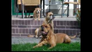 Continental Bulldog Welpen C Wurfwmv [upl. by Nekial]