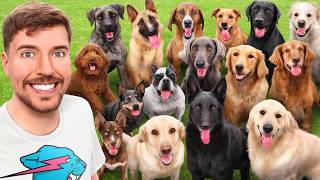 I Adopted EVERY Dog In A Dog Shelter [upl. by Mide477]