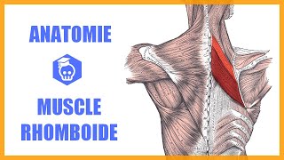 Anatomie du Muscle Rhomboïde et Scapula Alata Dynamique [upl. by Janie]