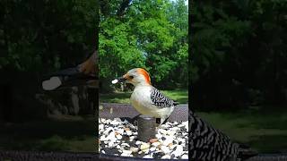 Female Redbellied woodpecker  birding birds birdwatching oklahoma birdfeeder birdsounds [upl. by Sheepshanks]