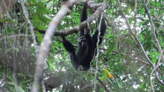 Video from the Field Pileated Gibbon in Cambodia [upl. by Vlada59]