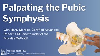 How to Palpate the Pubic Symphysis [upl. by Clyde]