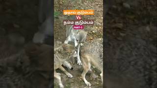 Wolf pack vs our family comparison wolfpack wolf wolves tamil bioworld bw [upl. by Odla218]