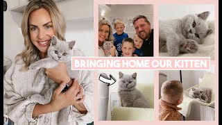 BRINGING HOME OUR BRITISH SHORTHAIR KITTEN  FIRST 24 HOURS AT HOME AND SETTLING IN  SO CUTE [upl. by Kersten]