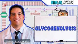 Metabolism  Glycogenolysis [upl. by Ettesoj]