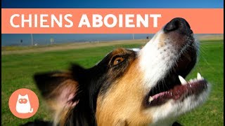 Vidéos les plus drôles de chiens qui aboient [upl. by Cole916]