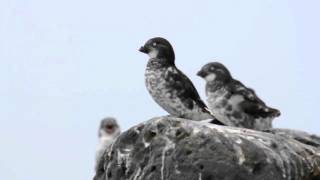 Least Auklets Aethia pusilla St Paul Island Alaska 1 of 3 [upl. by Amluz]