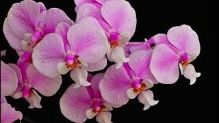 PHALAENOPSIS ESPECIAL SCHILERIANA [upl. by Elawalo]