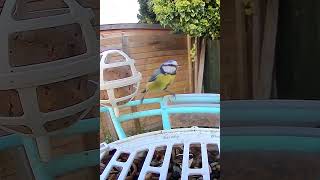 Up close at the bird feeder birdcam birdfeeder [upl. by Diskin116]