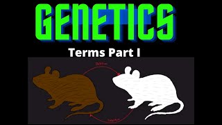 USMLE Step 1  Lesson 31  Genetics Terms Part I [upl. by Patrice846]