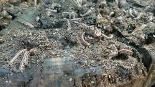 Millipedes Making Soil [upl. by Callery]