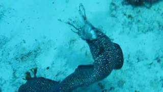 Spotted Moray Eel Eating Lionfish [upl. by Avram]