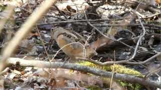 American Woodcock Bobbing and Hunting [upl. by Ashien]