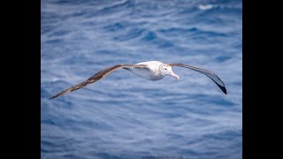 Wandering Albatross Flock to Marion 2022 Supporting the Mouse Free Marion Project [upl. by Isoais]