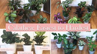 25 Calathea Species and Cultivars Ranked by Difficulty Level for me [upl. by Herve]