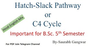 C4 acid cycleHatchSlack Pathways Hindi English mixBSc [upl. by Atniuqal]