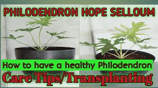 Transplanting Philodendron Hope SelloumTree PhilodendronCare Tips [upl. by Burner]