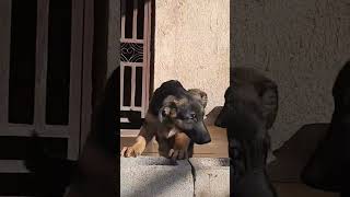 See Germany friend dog doglover dogs germanshepherd puppy animals good mood [upl. by Niel]