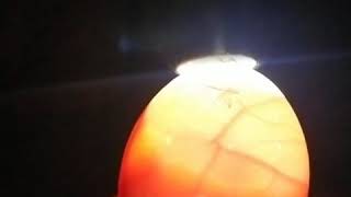 Candling chicken eggs  Moving chick inside egg [upl. by Rima]