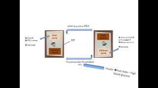 PFK2 FBPase2 Enzyme [upl. by Giorgi]