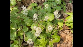 Mondays with Martha 156  Foamflower [upl. by Irem818]