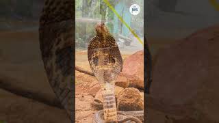 How veterinarian saved life of quotKing Cobraquot Surgery of head injury in Cobra Snake snake cobra vet [upl. by Notkcorb]