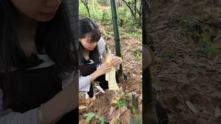 The original ecology of nature Bamboo shoots crisp and tender farming [upl. by Ahsilram]