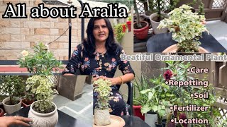 All about Aralia Ornamental Plant🍀  अरेलिया की पूरी जानकरी  Care Fertilizer Location [upl. by Clevie]