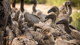 Walkers Game Viewing  Whitebacked Vultures Devour Carcass [upl. by Nowaj531]